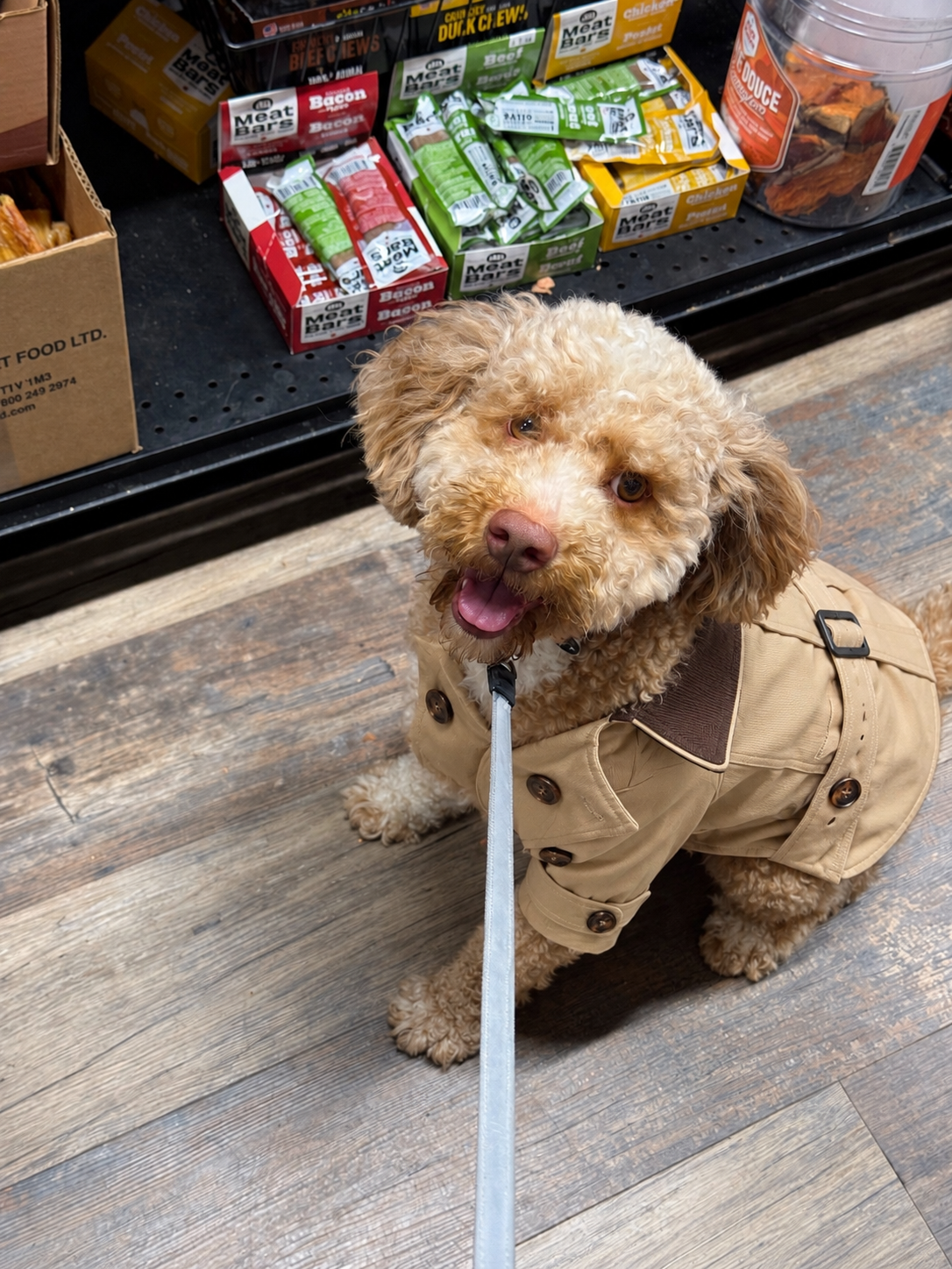 Dog in THE WAVE trench coat outside